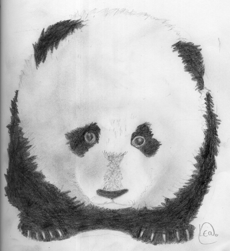 Carnet de Glace Panda10