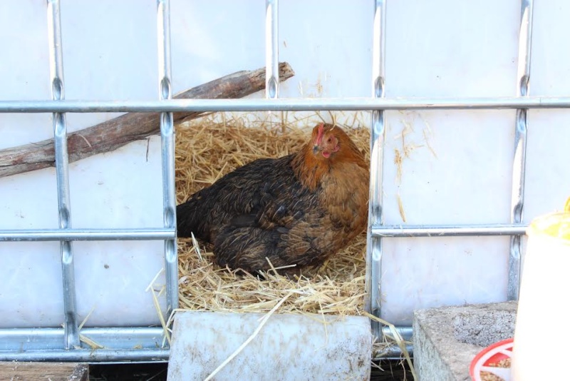 Problème Dœil Avec Une Poule