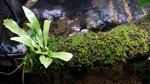 Mur végétal avec aquarium de 320L ---> Paludarium - Page 15 20151111