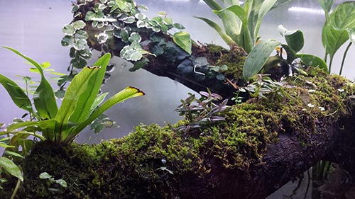 Mur végétal avec aquarium de 320L ---> Paludarium - Page 15 311