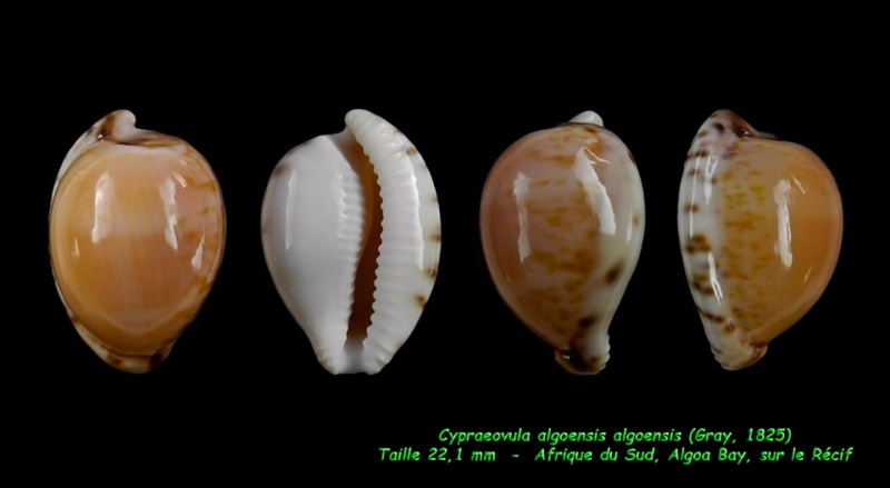 Cypraeovula algoensis liltvedi Lorenz, 2017 Algoen10