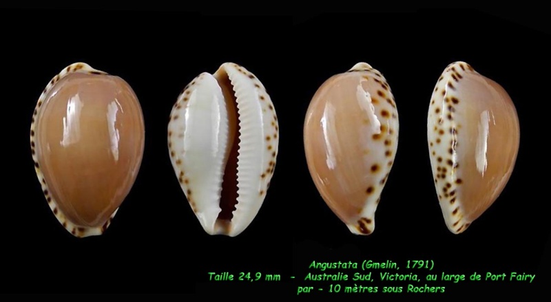 Notocypraea angustata (Gmelin, 1791) Angust11