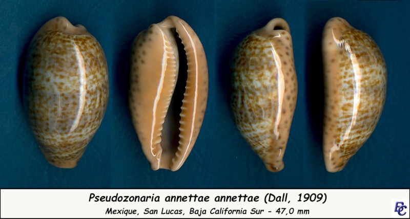 Pseudozonaria annettae (Dall, 1909) Annett11