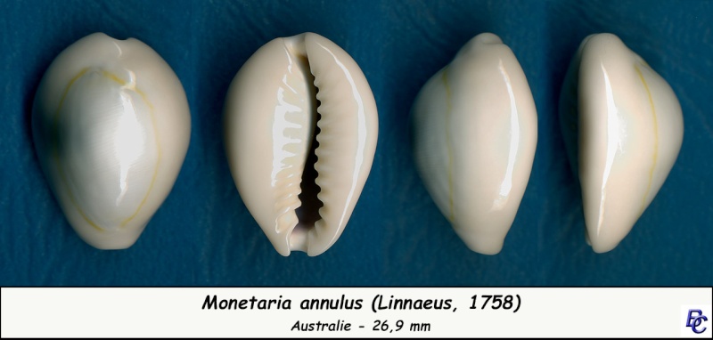ANNULUS - Monetaria annulus (Linnaeus, 1758) Annulu15