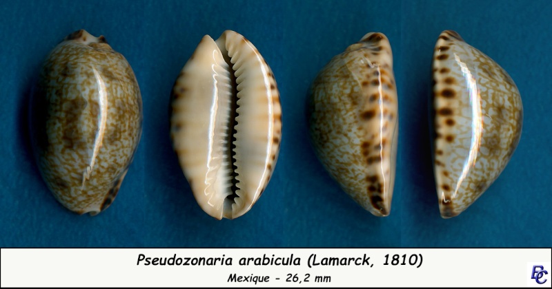 Pseudozonaria arabicula (Lamarck, 1810)  Arabic11