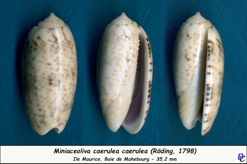 Miniaceoliva caerulea caerulea (Röding, 1798) - Page 2 Caerul10