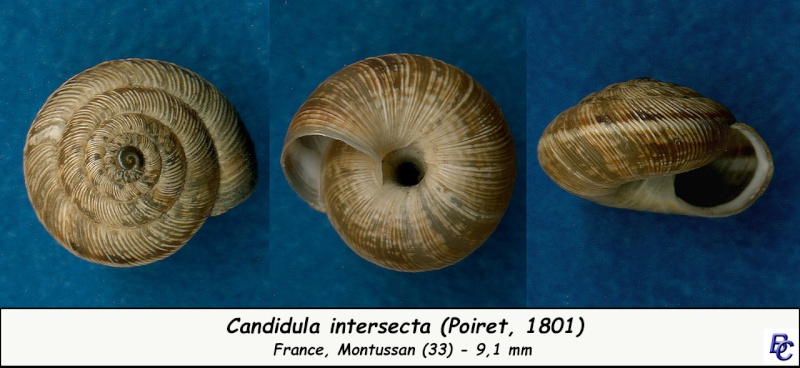 Candidula intersecta (Poiret, 1801) - Page 2 Candid12