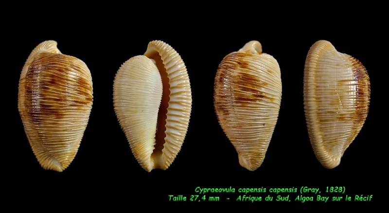 Cypraeovula capensis capensis (Gray, 1828) Capens11