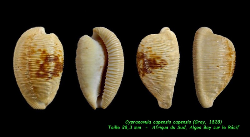 Cypraeovula capensis capensis (Gray, 1828) Capens12