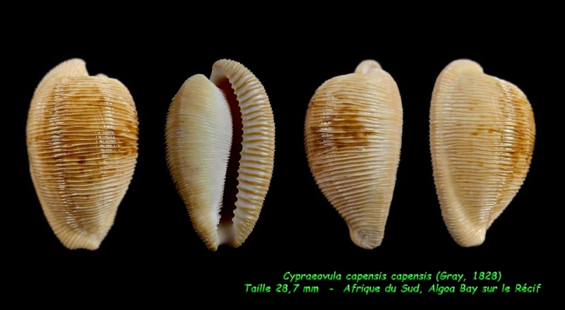 Cypraeovula capensis capensis (Gray, 1828) Capens14