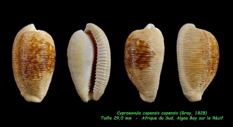 Cypraeovula capensis capensis (Gray, 1828) Capens15