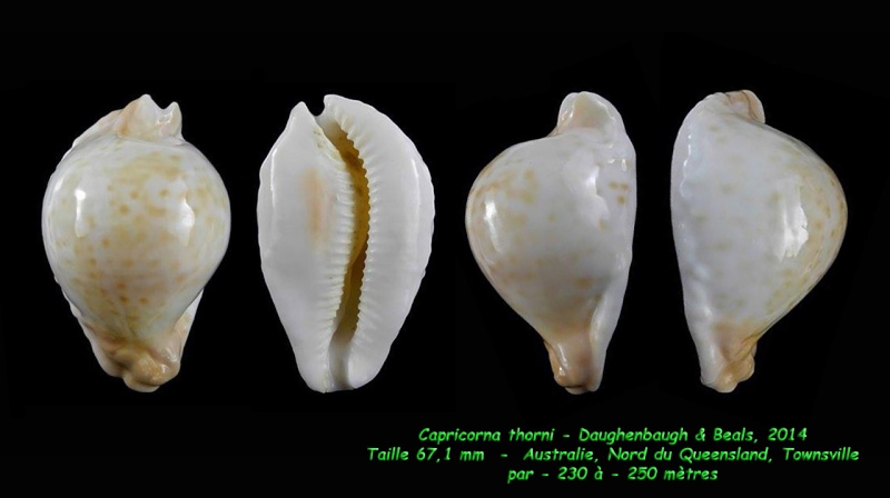 Umbilia capricornica thorni Daughenbaugh & Beals, 2014 Capric11