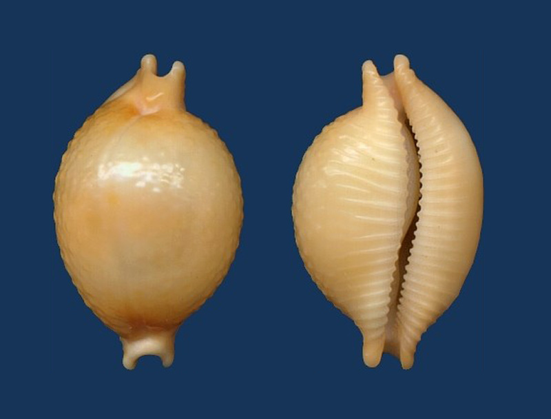 Pustularia chiapponii Lorenz, 1999 Cyprae10