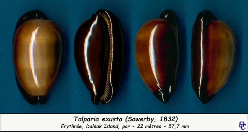 Talparia exusta (J. E. Gray, 1832) - Page 3 Exusta10