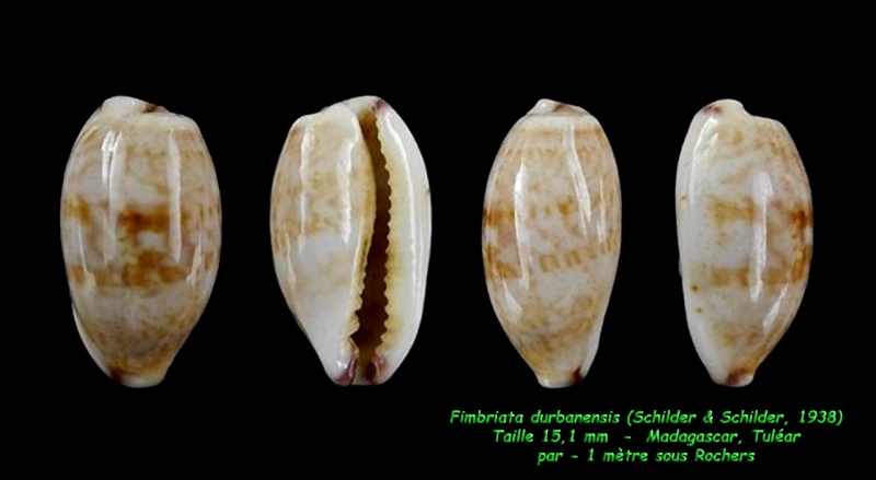 Purpuradusta fimbriata durbanensis (F. A. Schilder & M. Schilder, 1938)  voir Purpuradusta fimbriata fimbriata Fimbri14