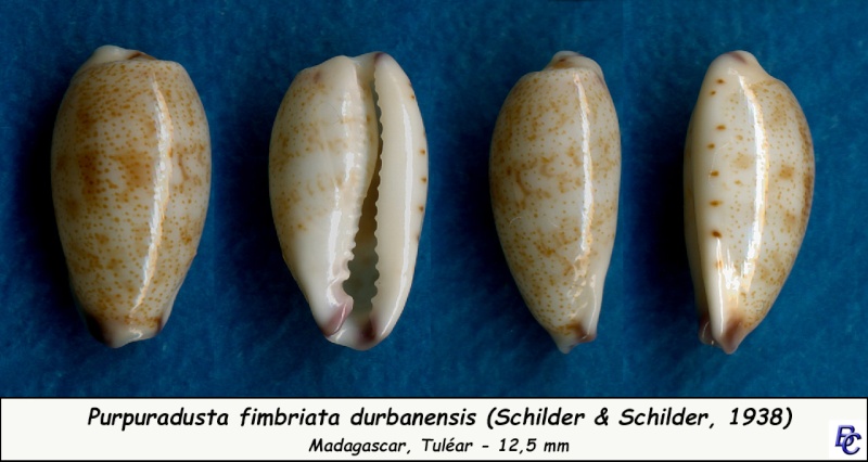 Purpuradusta fimbriata durbanensis (F. A. Schilder & M. Schilder, 1938)  voir Purpuradusta fimbriata fimbriata Fimbri21