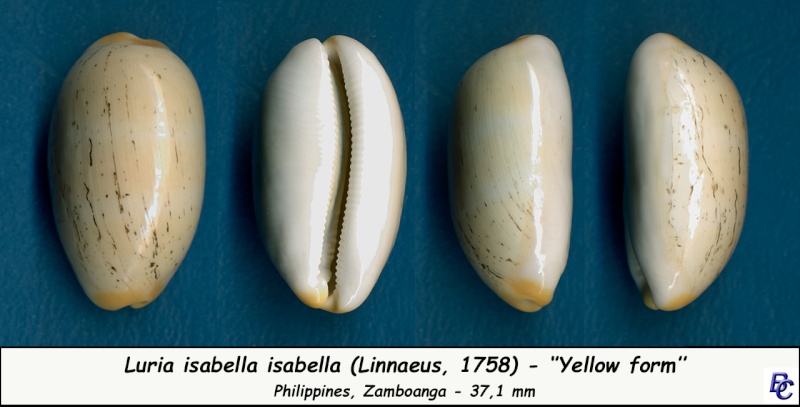 Luria isabella (Linnaeus, 1758) - Page 2 Isabel10