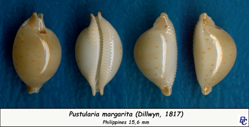 Pustularia margarita - (Dillwyn, 1817) Margar11