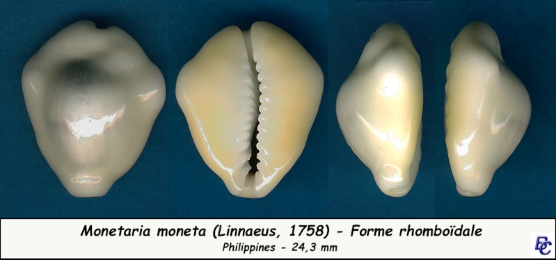 Monetaria moneta (Linnaeus, 1758) - Page 4 Moneta13