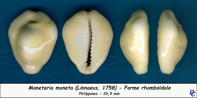 Monetaria moneta (Linnaeus, 1758) - Page 4 Moneta14