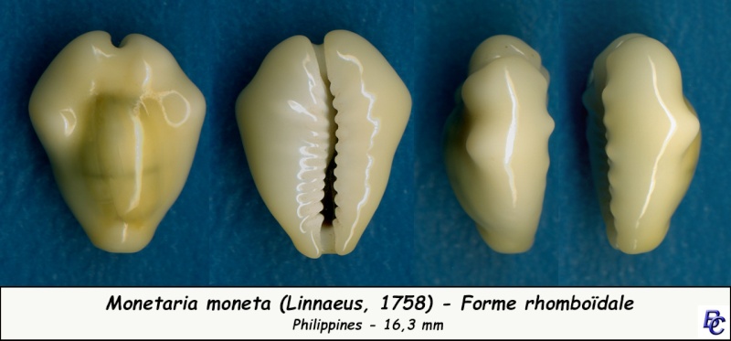 Monetaria moneta (Linnaeus, 1758) - Page 4 Moneta16