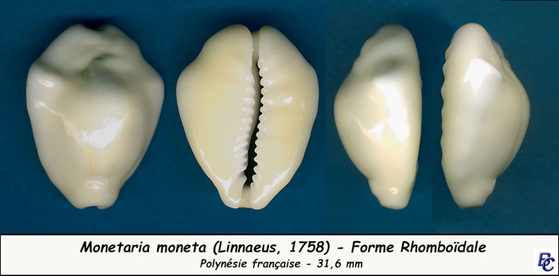 Monetaria moneta (Linnaeus, 1758) - Page 4 Moneta19