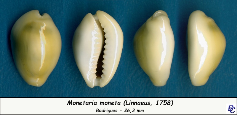 Monetaria moneta (Linnaeus, 1758) - Page 4 Moneta21