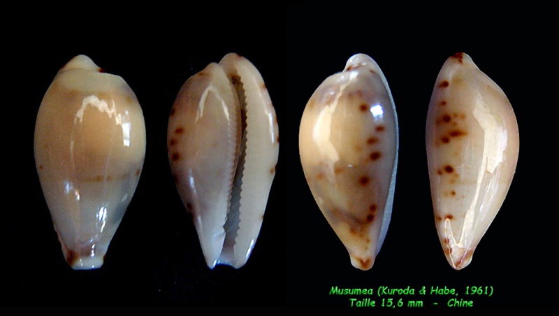Palmulacypraea musumea (Kuroda & Habe, 1961) Musume10