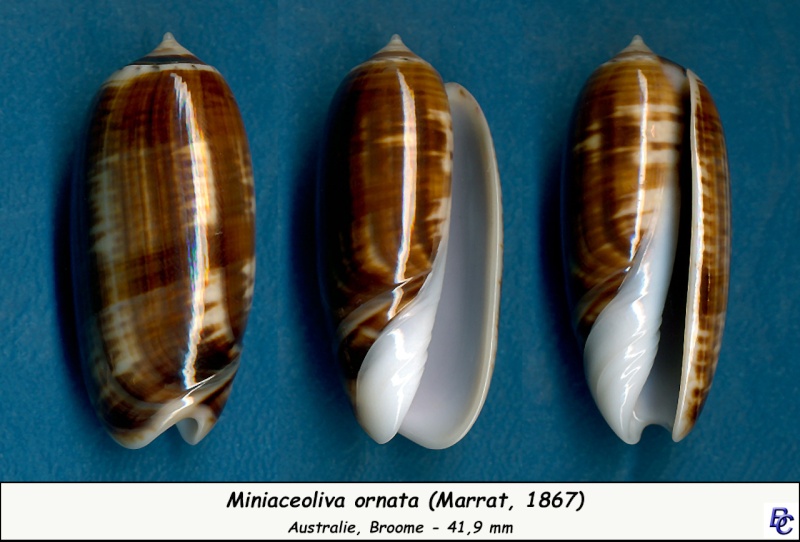 Miniaceoliva ornata (Marrat, 1867) - Worms = Oliva ornata Marrat, 1867 Ornata10