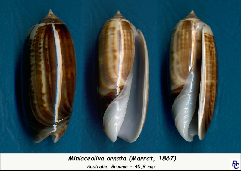 Miniaceoliva ornata (Marrat, 1867) - Worms = Oliva ornata Marrat, 1867 Ornata12