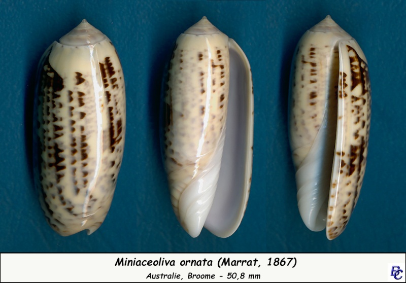 Miniaceoliva ornata (Marrat, 1867) - Worms = Oliva ornata Marrat, 1867 Ornata13