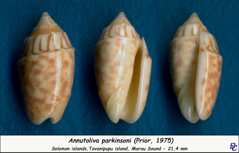 Annulatoliva parkinsoni (Prior, 1957) - Worms = Oliva parkinsoni Prior, 1975 Parkin10