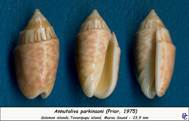 Annulatoliva parkinsoni (Prior, 1957) - Worms = Oliva parkinsoni Prior, 1975 Parkin11