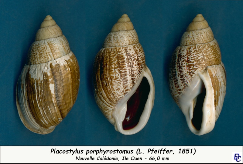 Placostylus porphyrostomus (L. Pfeiffer, 1851) Placos10