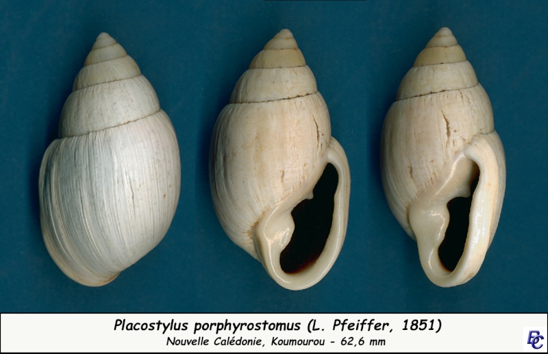 Placostylus porphyrostomus (L. Pfeiffer, 1851) Placos11