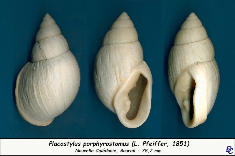 Placostylus porphyrostomus (L. Pfeiffer, 1851) Placos13