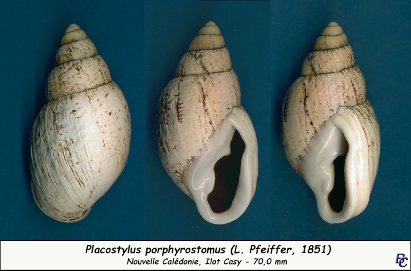 Placostylus porphyrostomus (L. Pfeiffer, 1851) Placos14