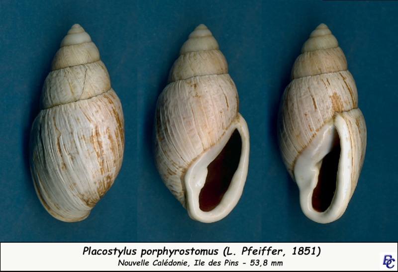 Placostylus porphyrostomus (L. Pfeiffer, 1851) Placos16