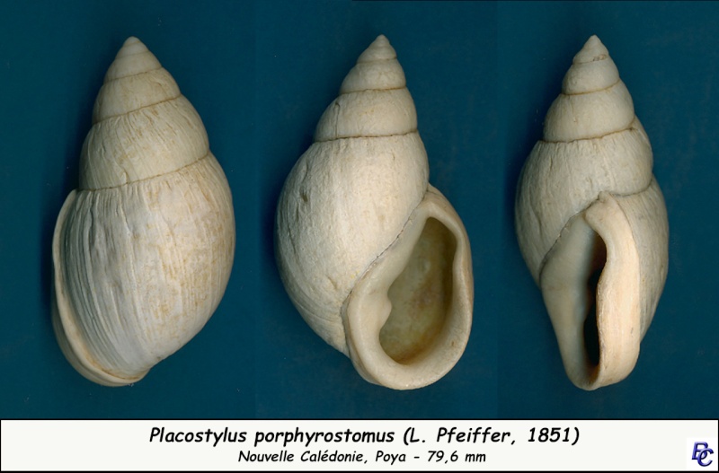 Placostylus porphyrostomus (L. Pfeiffer, 1851) Placos17