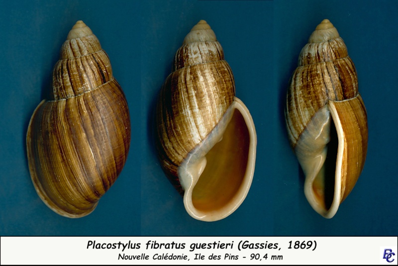 Placostylus fibratus guestieri (Gassies, 1869) Placos34