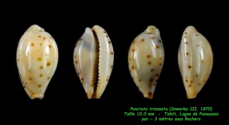 Ransoniella punctata trizonata (G. B. Sowerby II, 1870) Puncta11