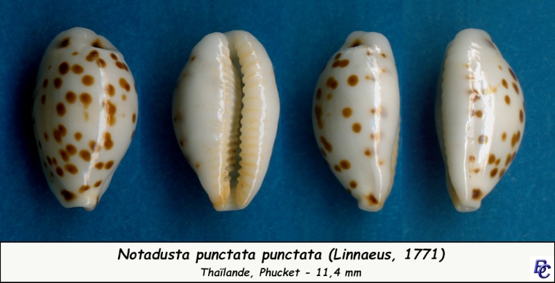 Ransoniella punctata punctata (Linnaeus, 1771)  Puncta14