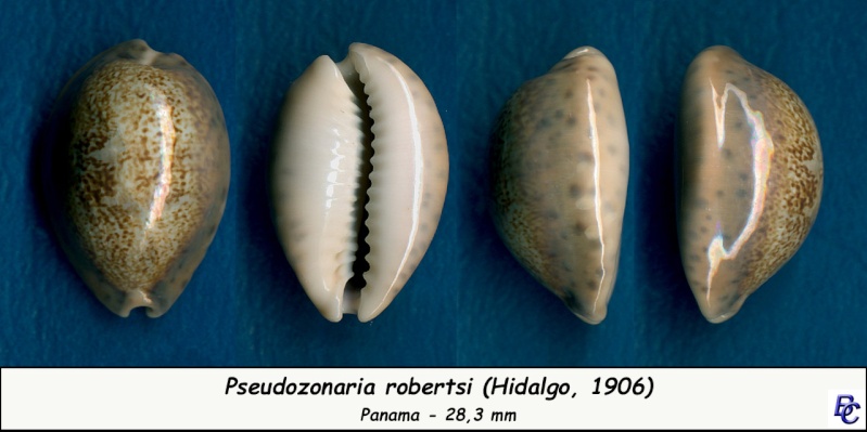 Pseudozonaria robertsi (Hidalgo, 1906) - Page 2 Robert10
