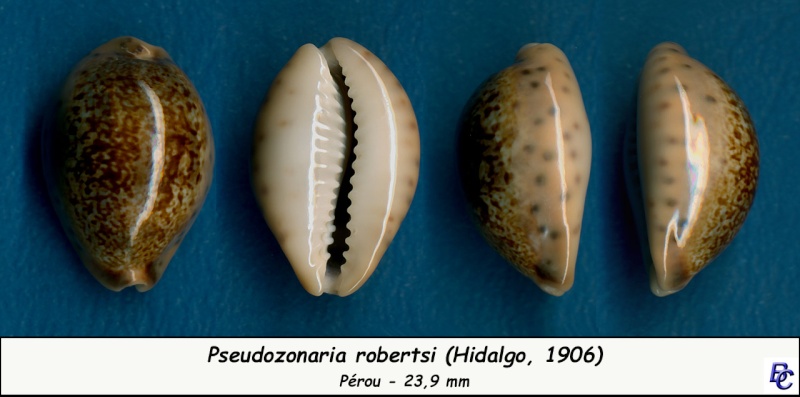 Pseudozonaria robertsi (Hidalgo, 1906) - Page 2 Robert11
