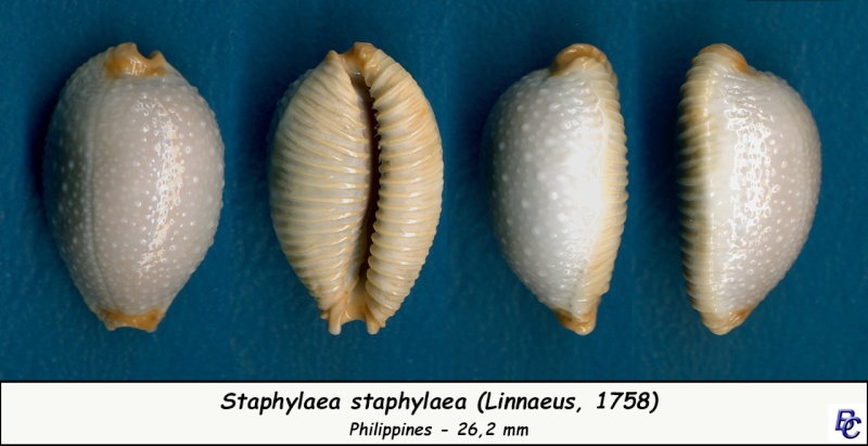 Staphylaea staphylaea staphylaea - (Linnaeus, 1758) Staphy11