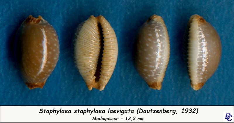 Staphylaea staphylaea laevigata - (Dautzenberg, 1932) Staphy13
