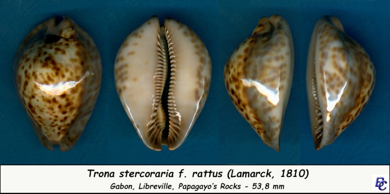 Trona stercoraria var. rattus (Lamarck, 1810) voir Trona stercoraria var. tumulosa (Meuschen, 1778) - Page 2 Sterco13