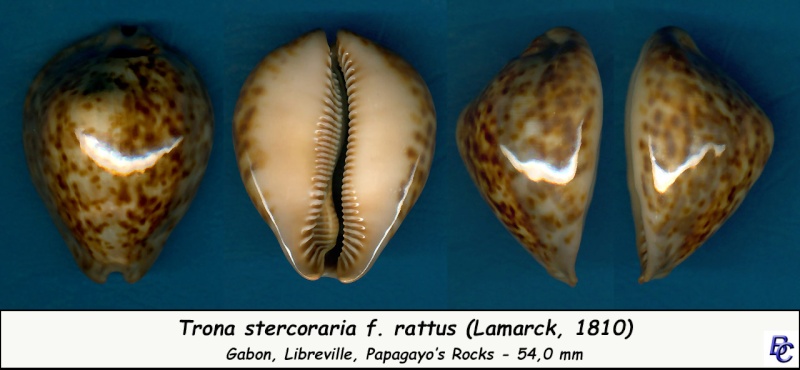Trona stercoraria var. rattus (Lamarck, 1810) voir Trona stercoraria var. tumulosa (Meuschen, 1778) - Page 2 Sterco14