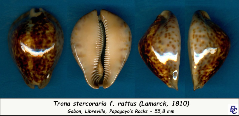 Trona stercoraria var. rattus (Lamarck, 1810) voir Trona stercoraria var. tumulosa (Meuschen, 1778) - Page 2 Sterco15