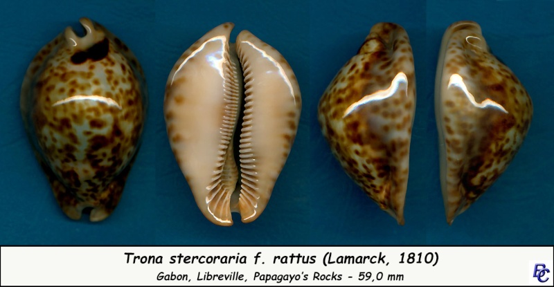 Trona stercoraria var. rattus (Lamarck, 1810) voir Trona stercoraria var. tumulosa (Meuschen, 1778) - Page 2 Sterco17